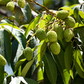 Litchi plant