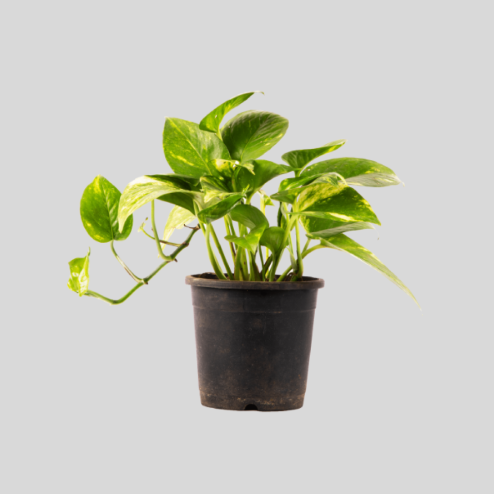 Money Plant