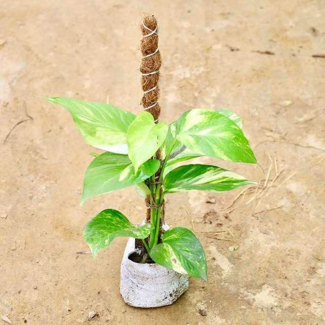 Money Plant