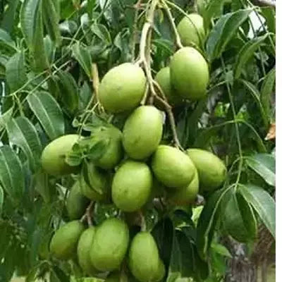Indian Hog Plum plant [Misti Amra]