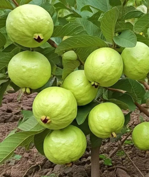 Baruipur guava plant
