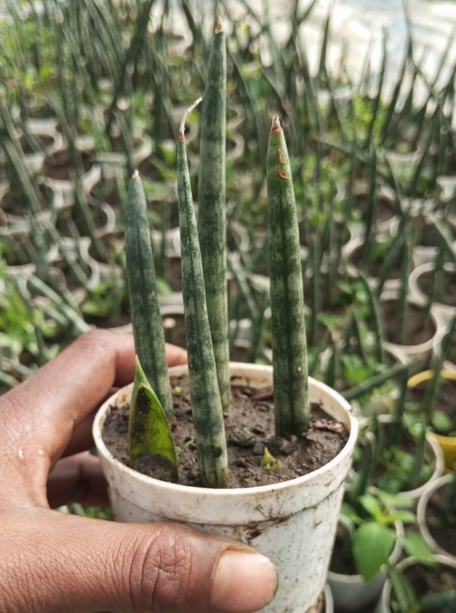 Snake Plant