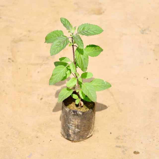 Tulsi