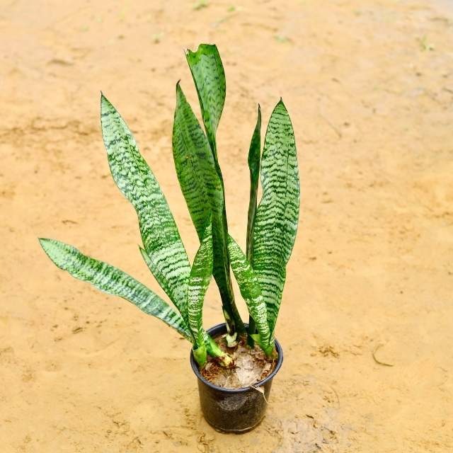 Snake Plant