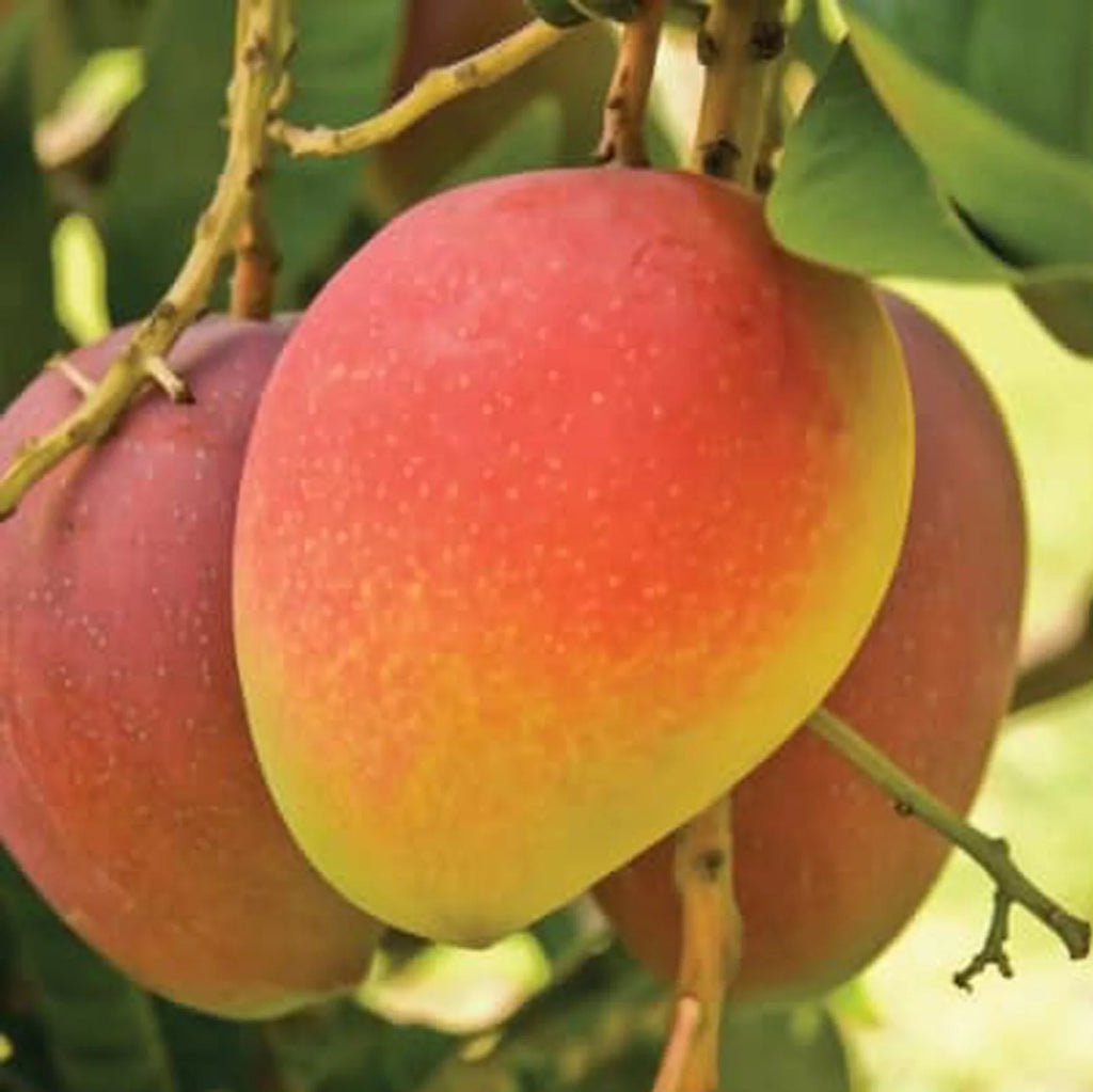 Subarnarekha Mango Plant