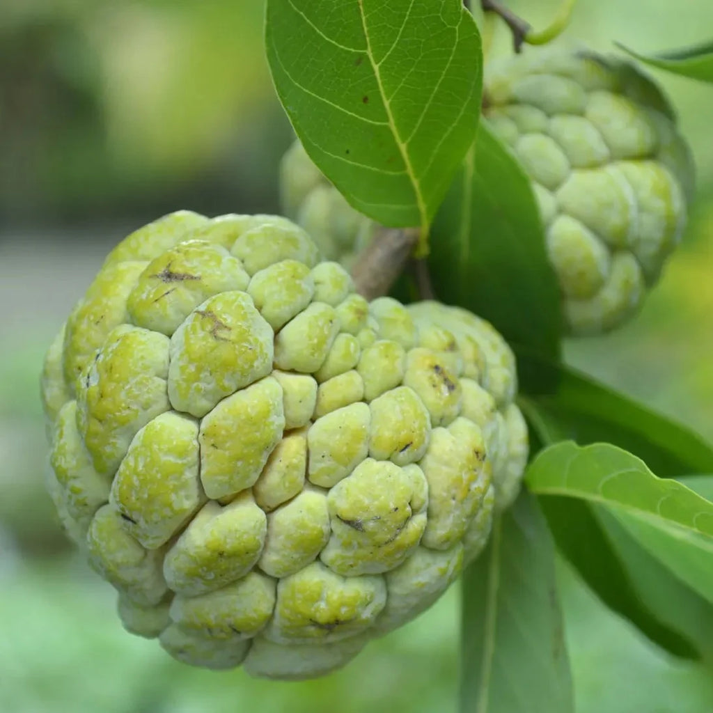 Custard apple plant