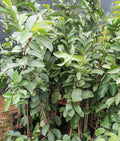 Thai 7 guava plant