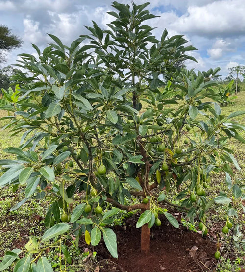 Avocado plant