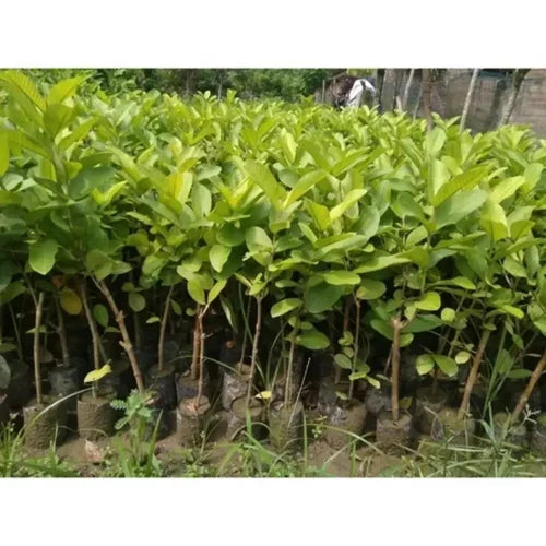 Baruipur guava plant