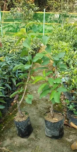 Cherry plant
