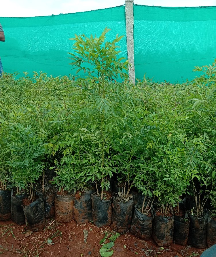 Curry Leaf  Plant