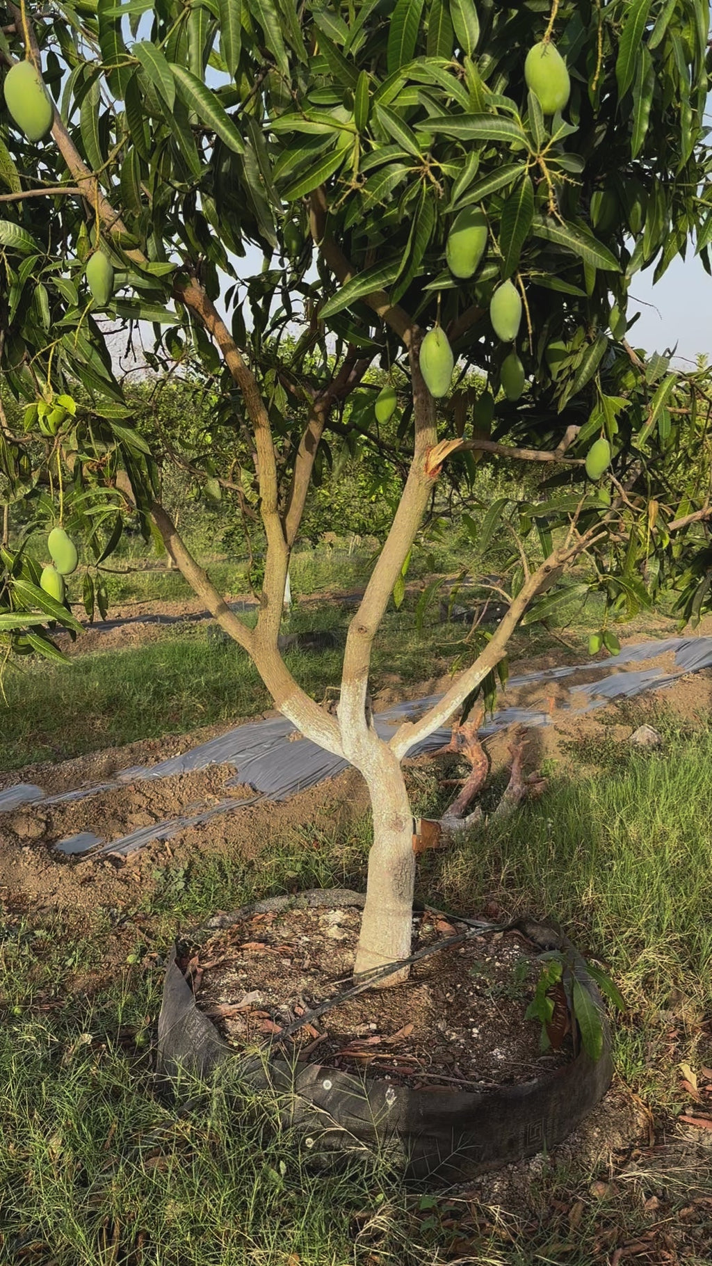 Amrapali Mango plant