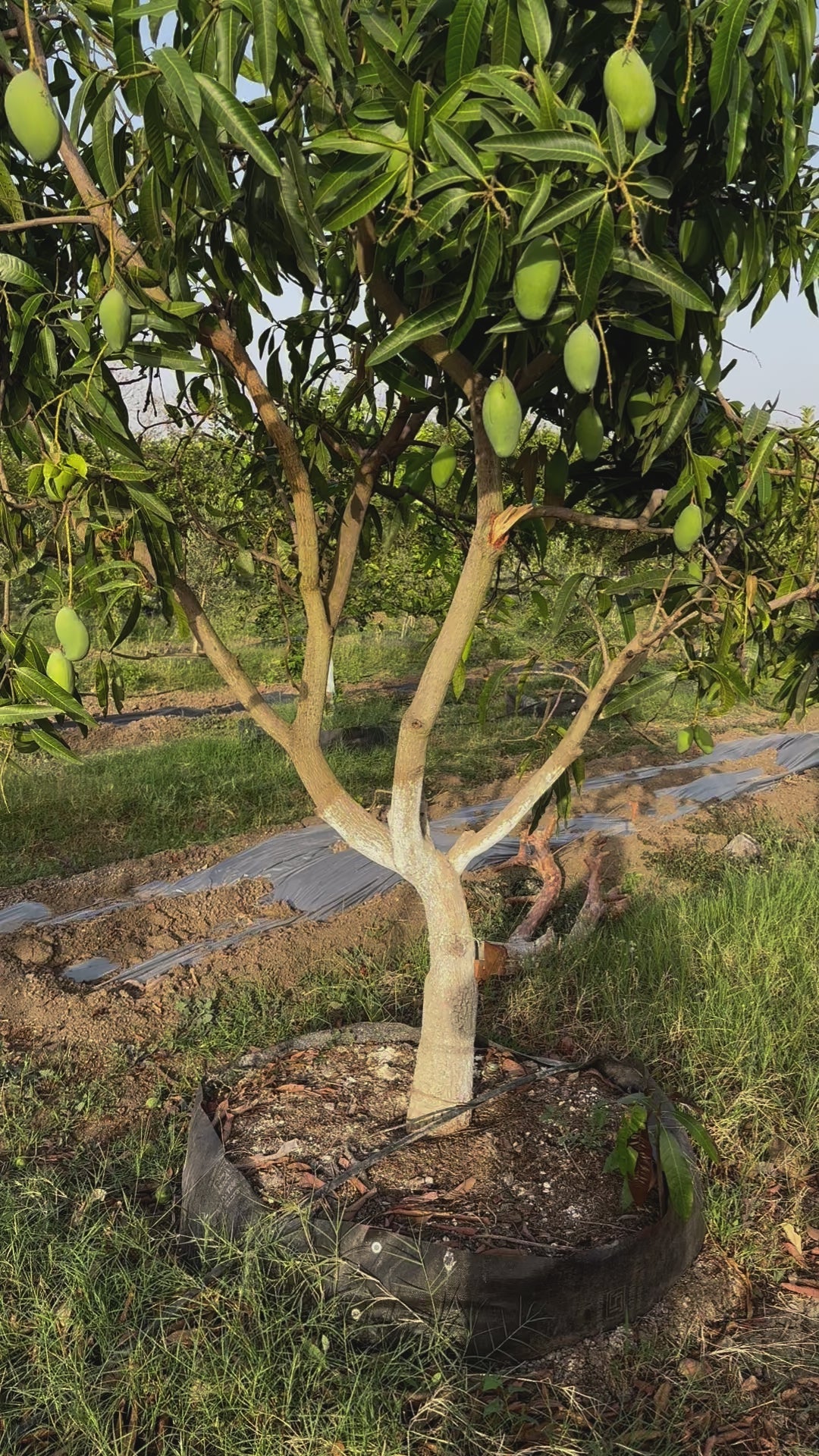 Amrapali Mango plant