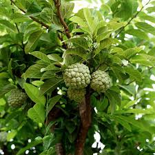 Custard apple plant