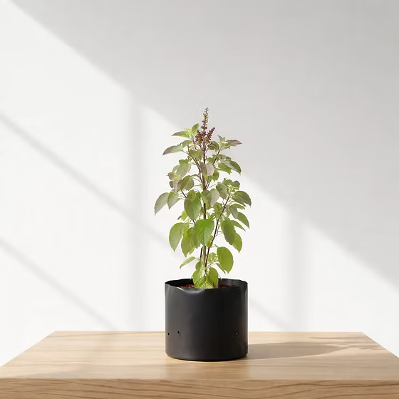 Tulsi