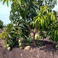 Fazli Mango