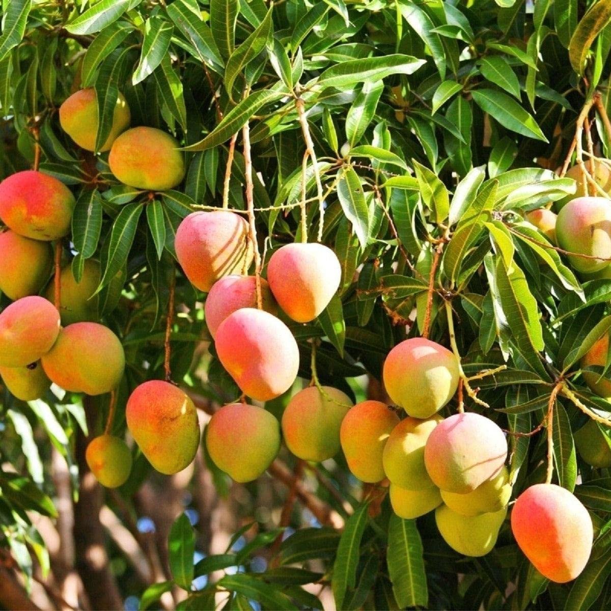Himsagar Mango Plant