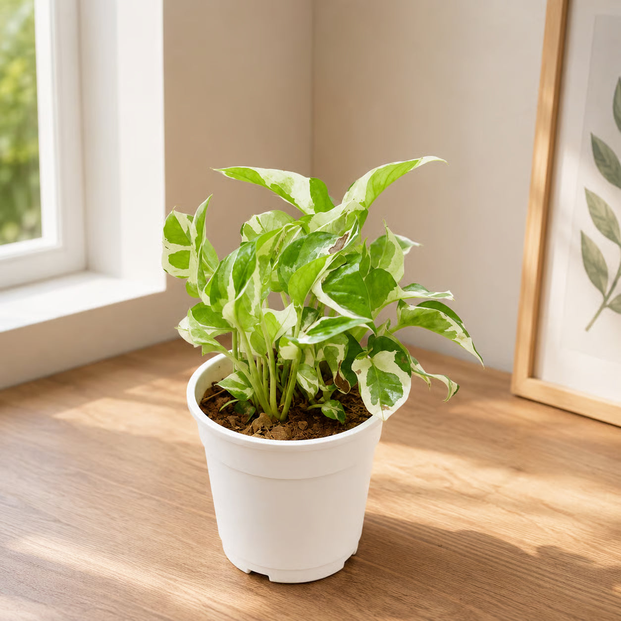 Money Plant