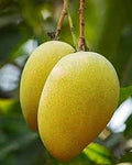 Langda mango
