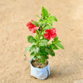 Red Hibiscus Plant