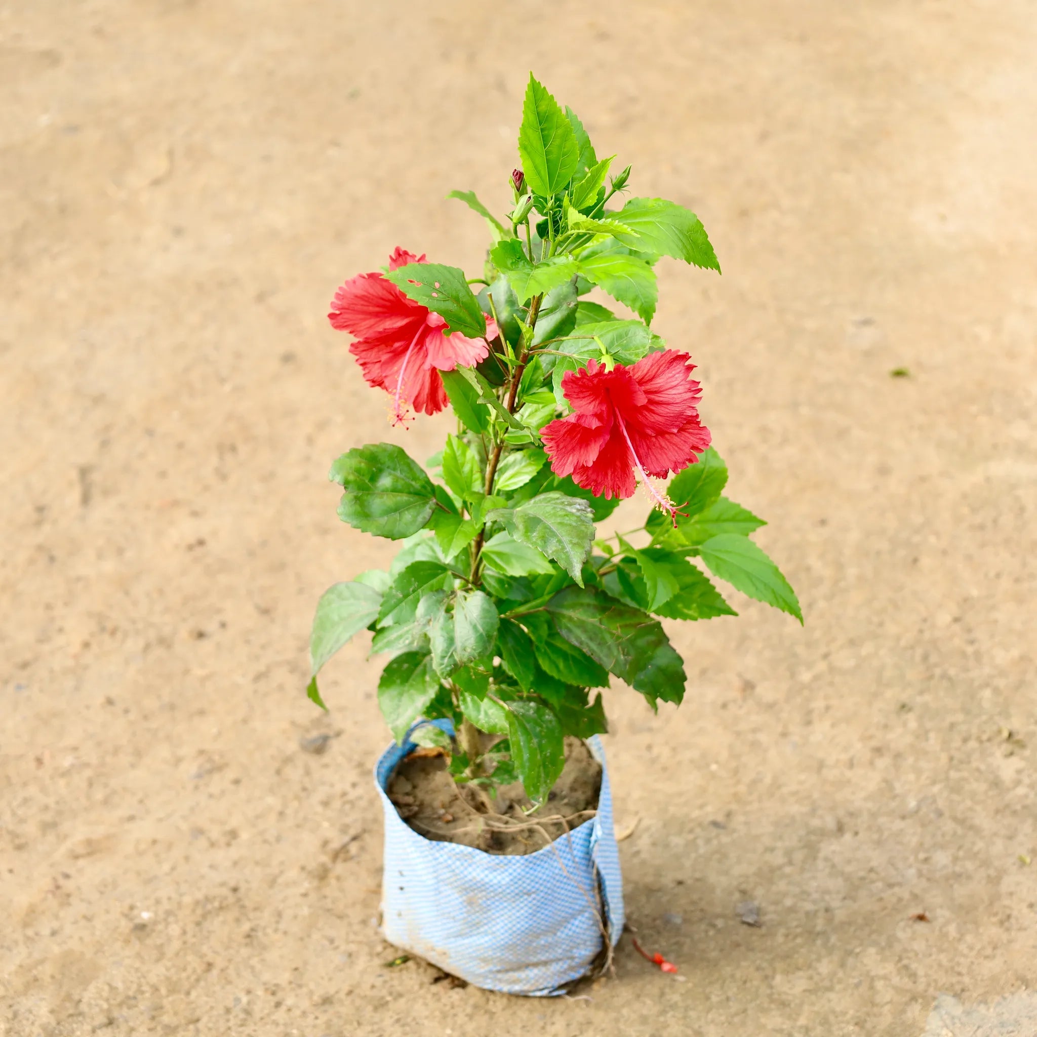 Red Hibiscus Plant