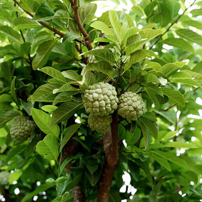 Custard apple plant