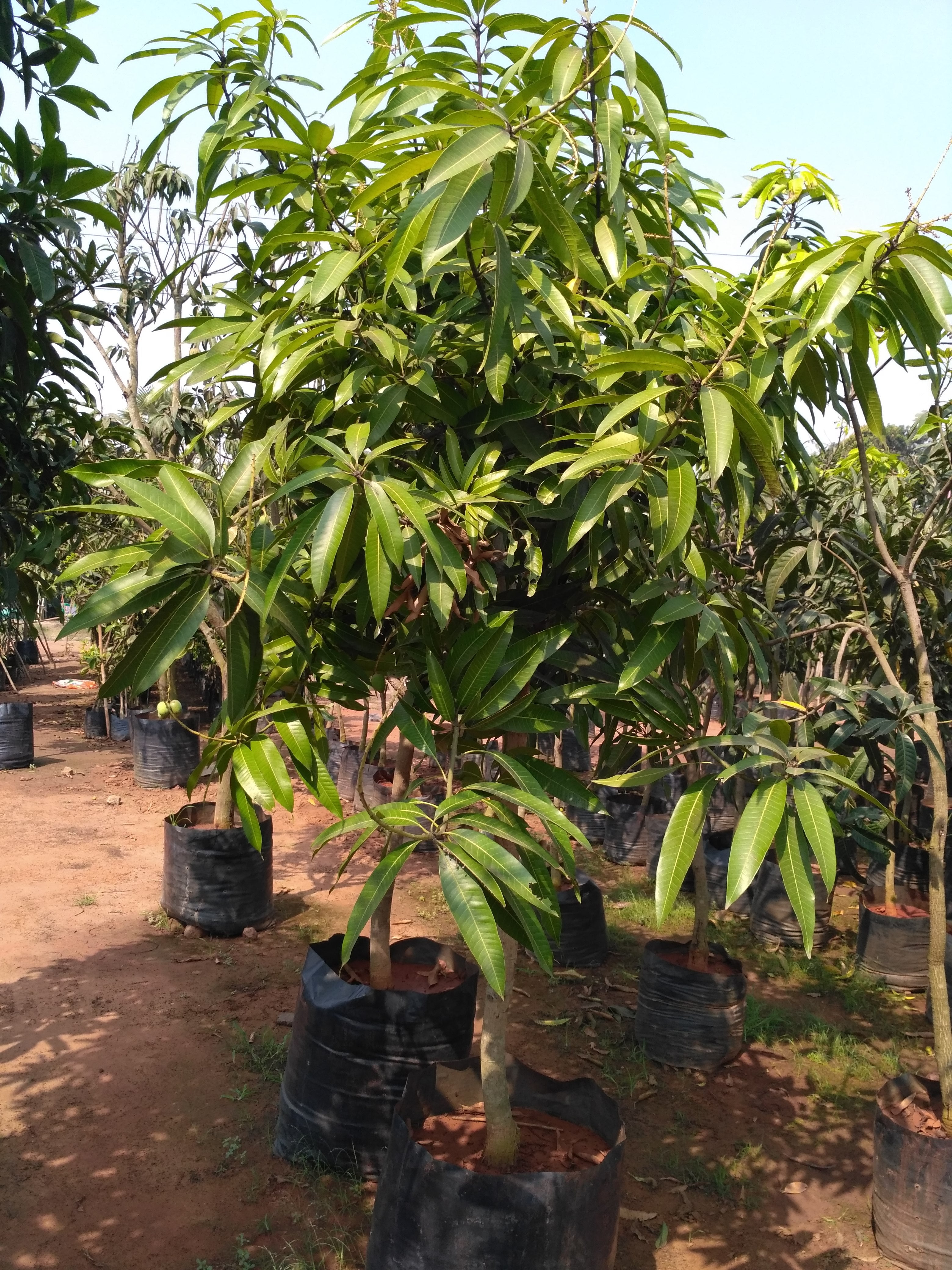 Langda mango