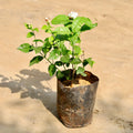 Jasmine Plant | Mogra