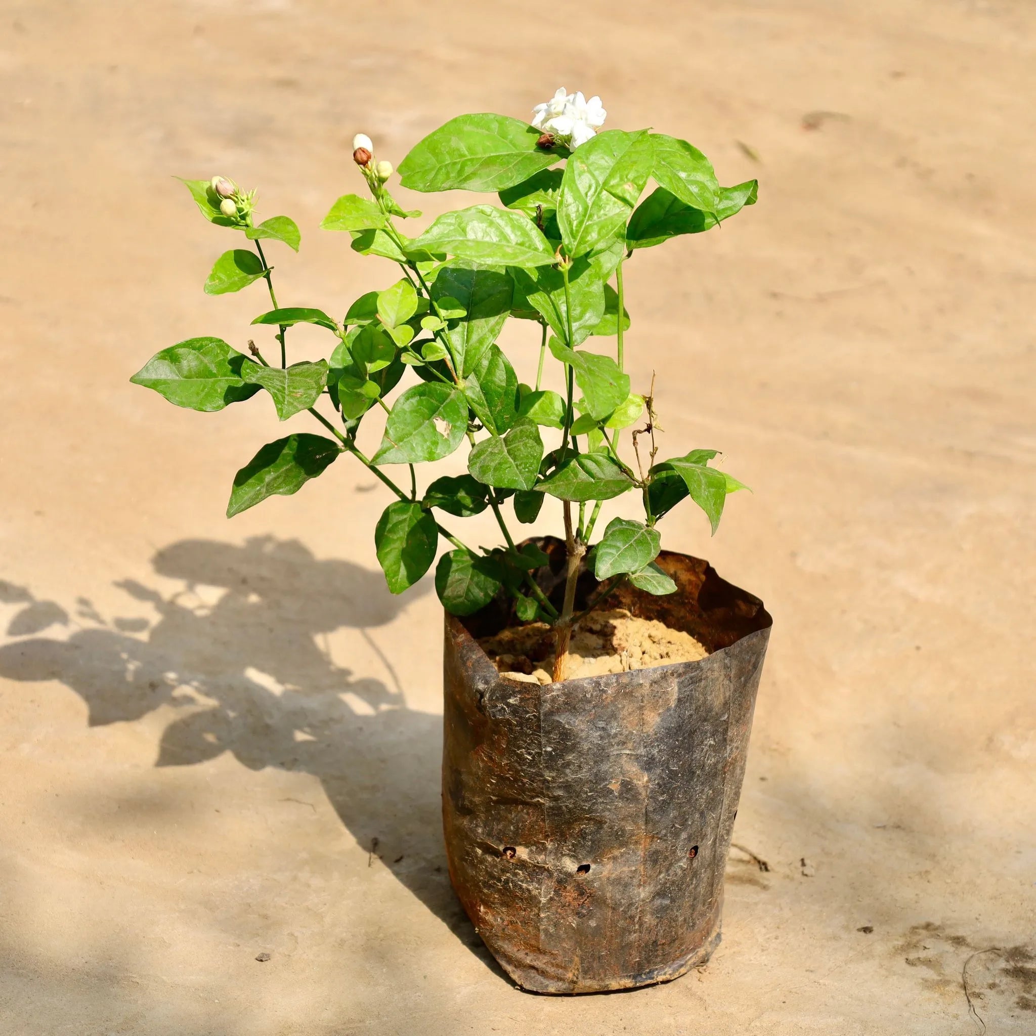 Jasmine Plant | Mogra