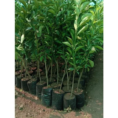 Mosambi plant