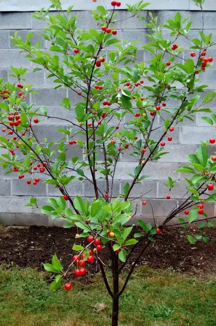 Cherry plant