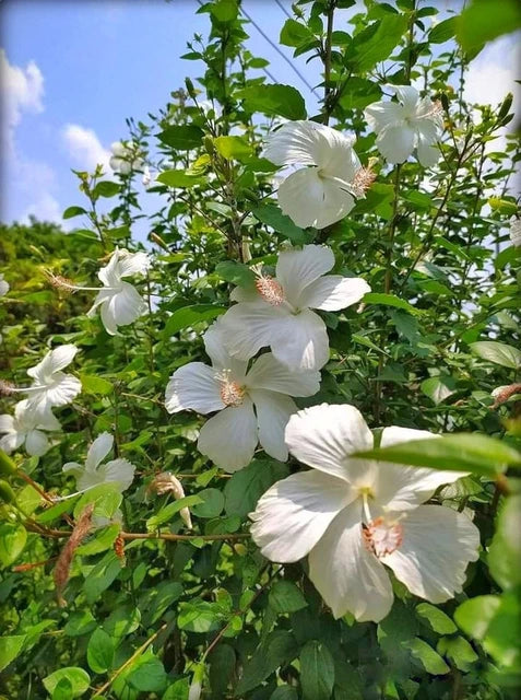 White Hibiscus Plant
