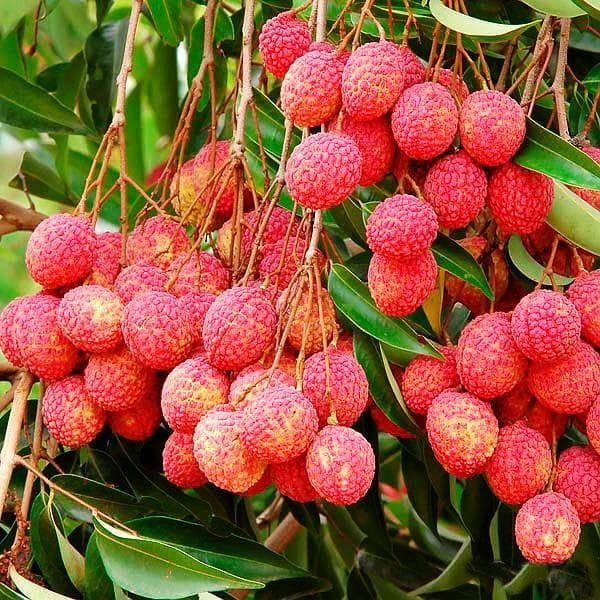 Litchi plant