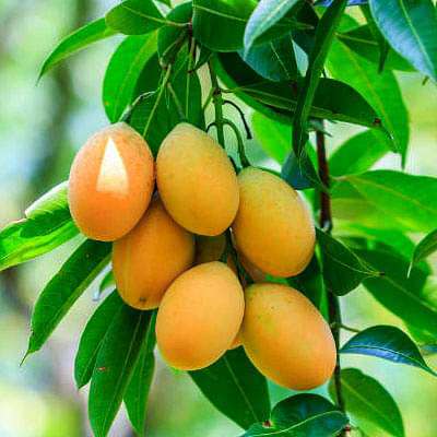 Himsagar Mango Plant
