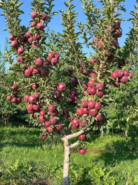 Apple plant