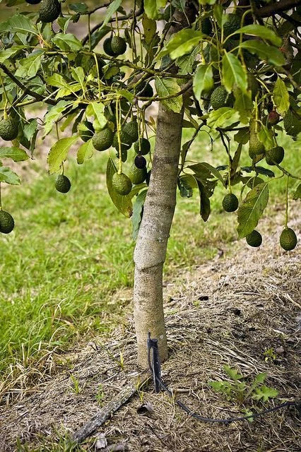 Avocado plant