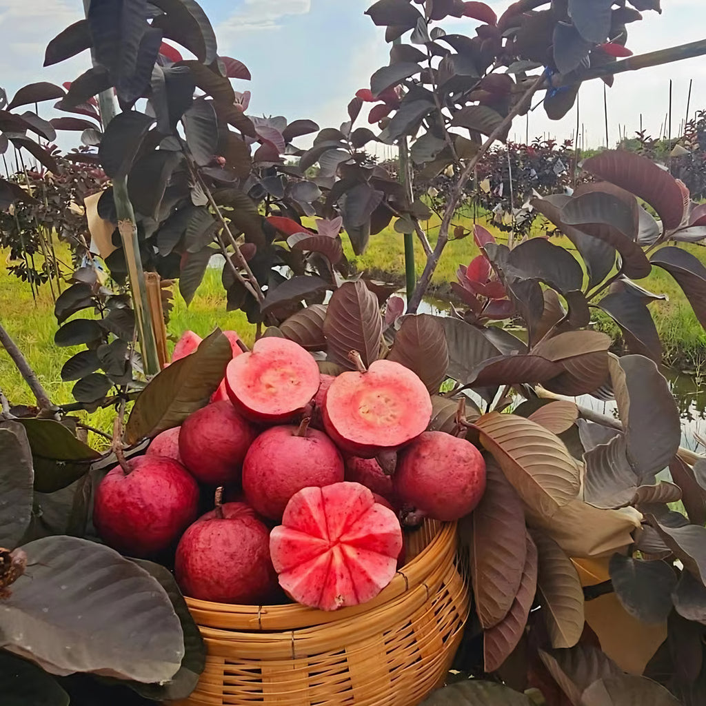 Red Diamond Guava Plant