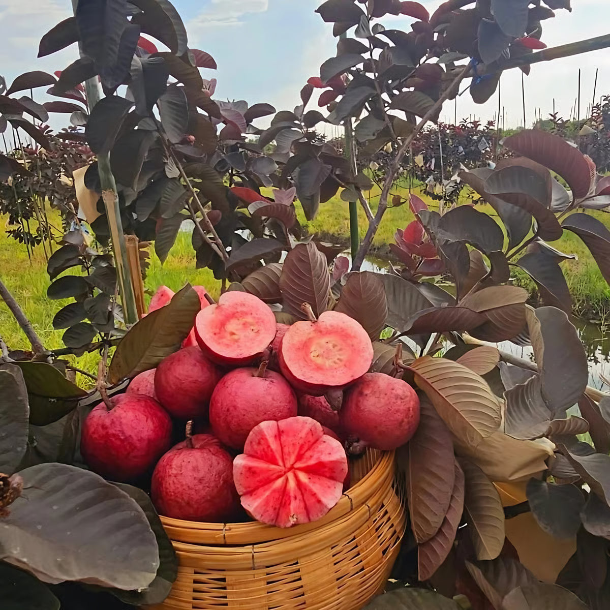 Red Diamond Guava Plant