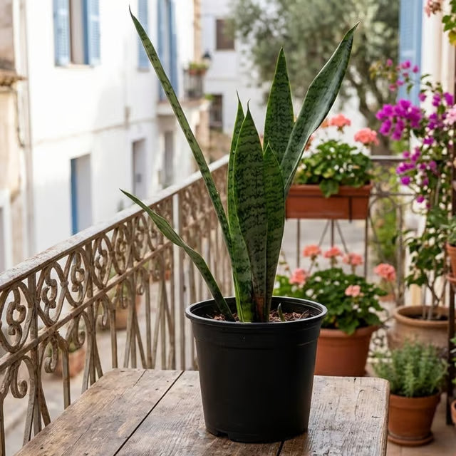 Snake Plant