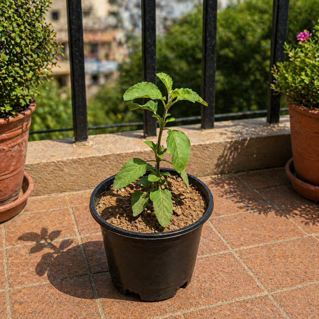 Tulsi