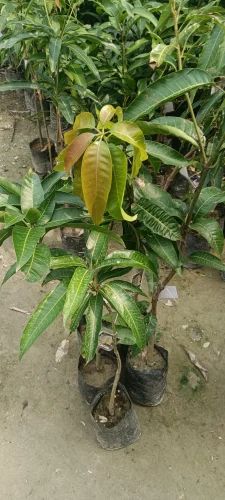 4kg Mango plant