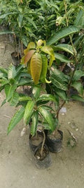 4kg Mango plant