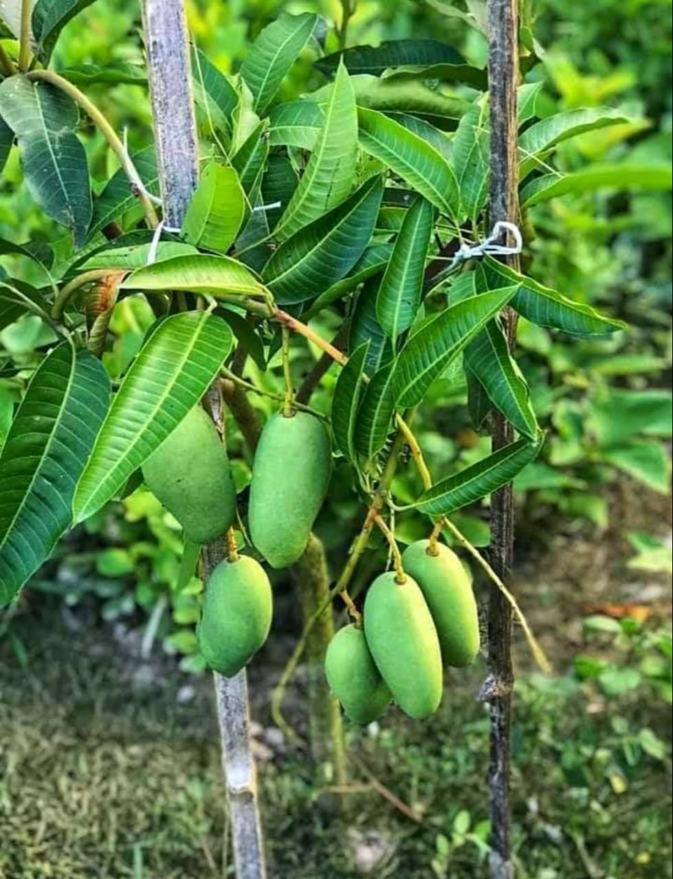 Katimon Mango plant