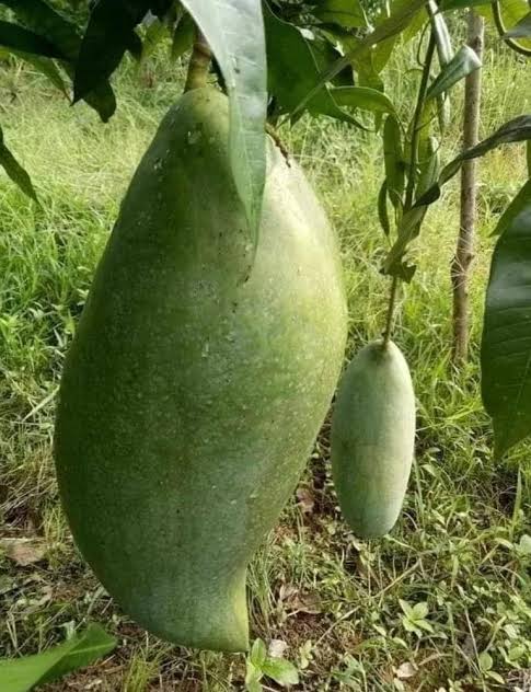 4kg Mango plant