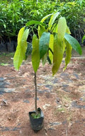 Alfanso mango tree