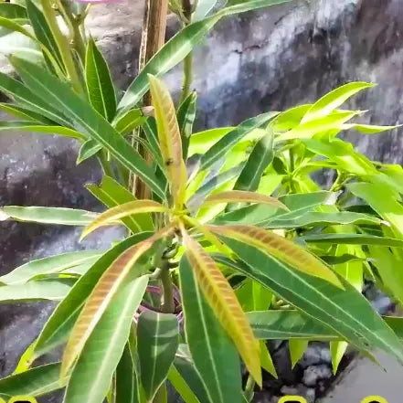 Subarnarekha Mango Plant