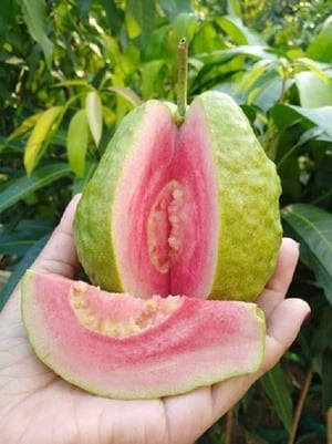 Thai Ping Guava Plant