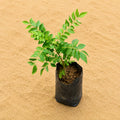 Curry Leaf  Plant
