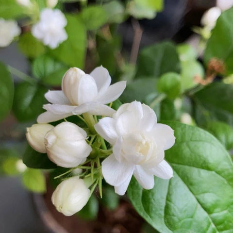 Jasmine Plant | Mogra