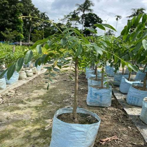 Indian Hog Plum plant [Misti Amra]